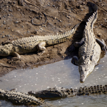 Les crocodiles de Tarcoles