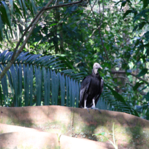 Ballade à Hacienda Baru, un vautour
